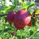 12 jablka na stromě