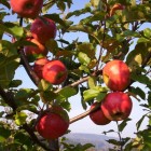 14 jablka na stromě